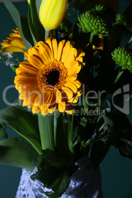 gerbera