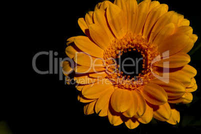 gerbera in orange