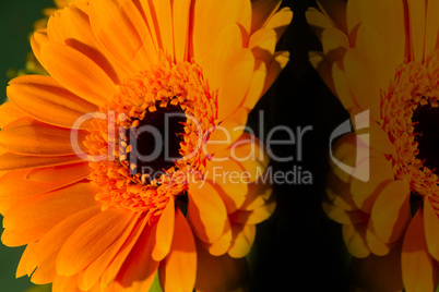 gerbera in orange