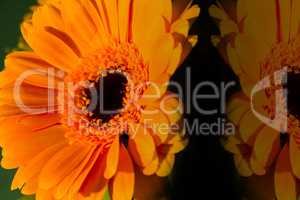 gerbera in orange