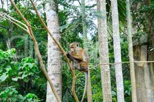 A funny monkey sits on a tree branch in a natural jungle.