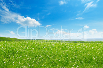 Picturesque green field and blue sky with light clouds.