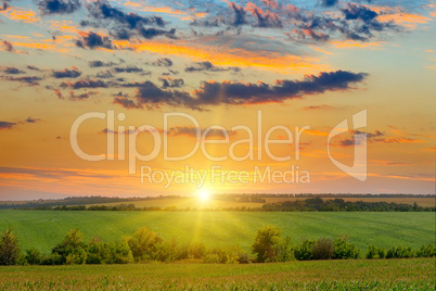 corn field and sunrise on blue sky