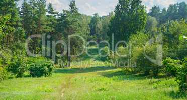 Natural forest with coniferous and deciduous trees, meadow and f