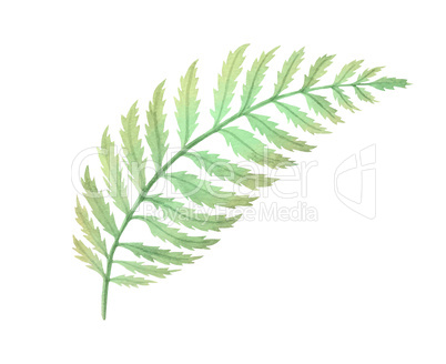 Watercolor Fern Bush leaf plant deocration on white background