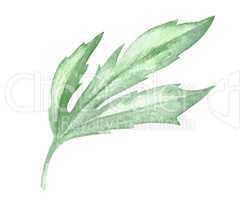 Watercolor green leaf plant deocration on white background