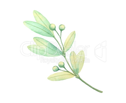 Watercolor green leaf plant deocration on white background