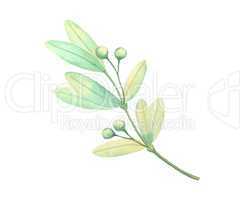 Watercolor green leaf plant deocration on white background