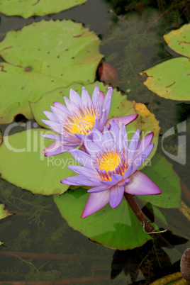 Blue water lily