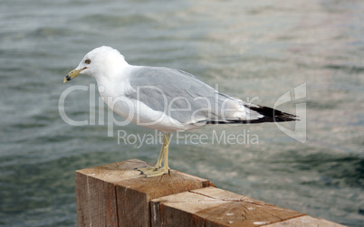 Seagull