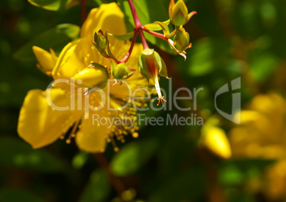yellow wild flower, field flower in backlighting, reschovsky meadow wild flower