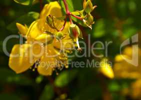 yellow wild flower, field flower in backlighting, reschovsky meadow wild flower