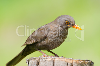 Female turdus merula