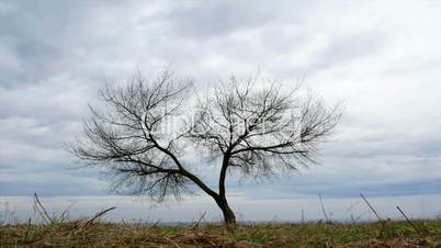 Beautiful tree time-lapse sky