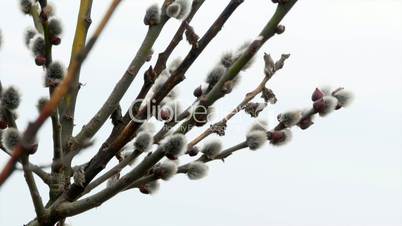tree branch with buds background, spring
