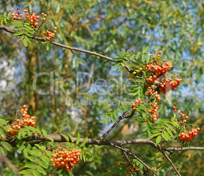 ashberry at dry sunny day