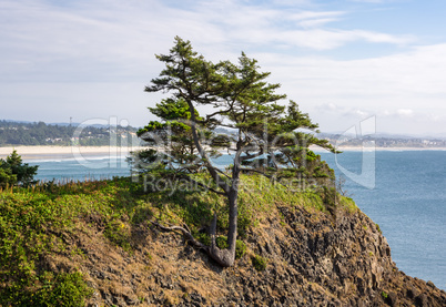 Tree on Coastal Hillside