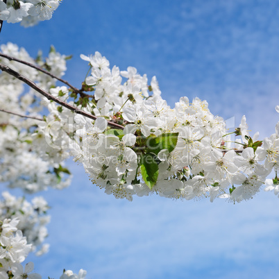 Spring flowers. Beautifully blossoming tree branch. Welcome spri