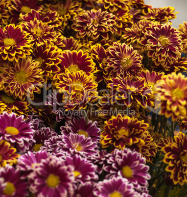 Bouquets of flowers. Spring flowers. Beauty.