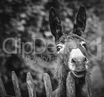 a cute Donkey