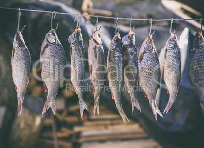 salted river fish hanging on metal hooks
