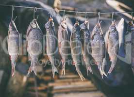 salted river fish hanging on metal hooks