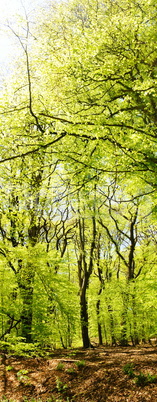 Frühlingswald Hochpanorama