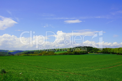 Wald und Feld im Hunsrück