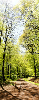 Frühlingswald Hochpanorama