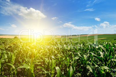 Green corn field and bright sun rise against the blue sky.