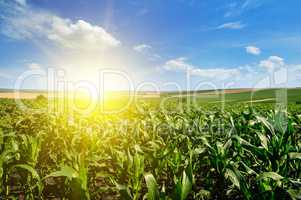 Green corn field and bright sun rise against the blue sky.