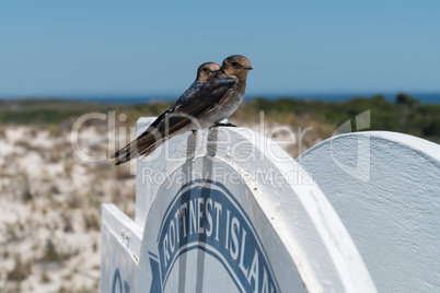 Glücksschwalbe, Hirundo neoxena