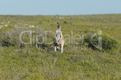 Rotes Riesenkänguru, Macropus rufus