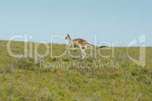 Rotes Riesenkänguru, Macropus rufus