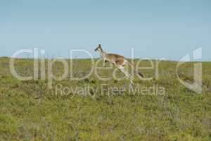 Rotes Riesenkänguru, Macropus rufus