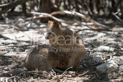 Quokka auf Rottnest Island, Western Australia