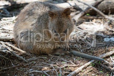 Quokka auf Rottnest Island, Western Australia