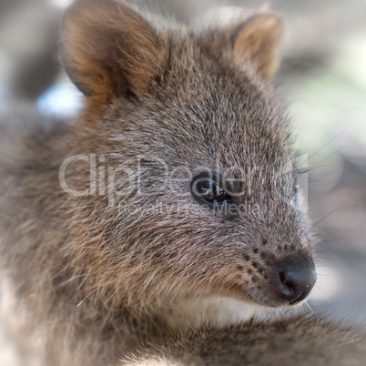 Quokka auf Rottnest Island, Western Australia