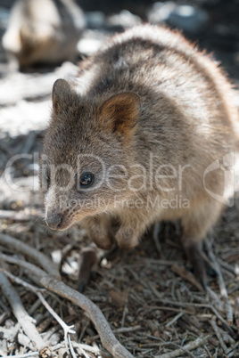 Quokka auf Rottnest Island, Western Australia