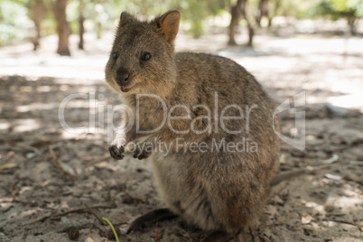 Quokka auf Rottnest Island, Western Australia