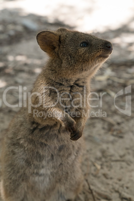 Quokka auf Rottnest Island, Western Australia