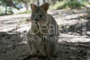 Quokka auf Rottnest Island, Western Australia