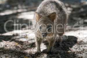 Quokka auf Rottnest Island, Western Australia