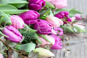 pink and violett tulips