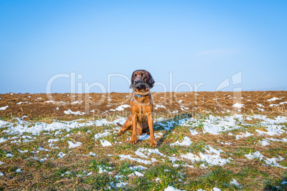 bird dog sits on a snowy field