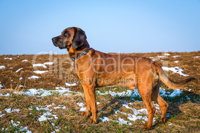 bloodhound stands on a snowy field