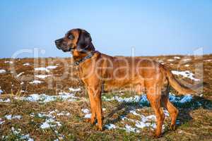 bloodhound stands on a snowy field