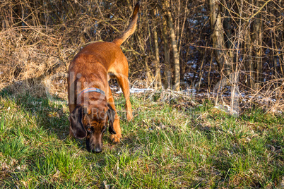bloodhound getting a smell on a track
