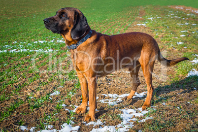 tracker dog stands on a snowy field