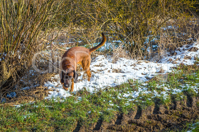 search dog on a track outdoors